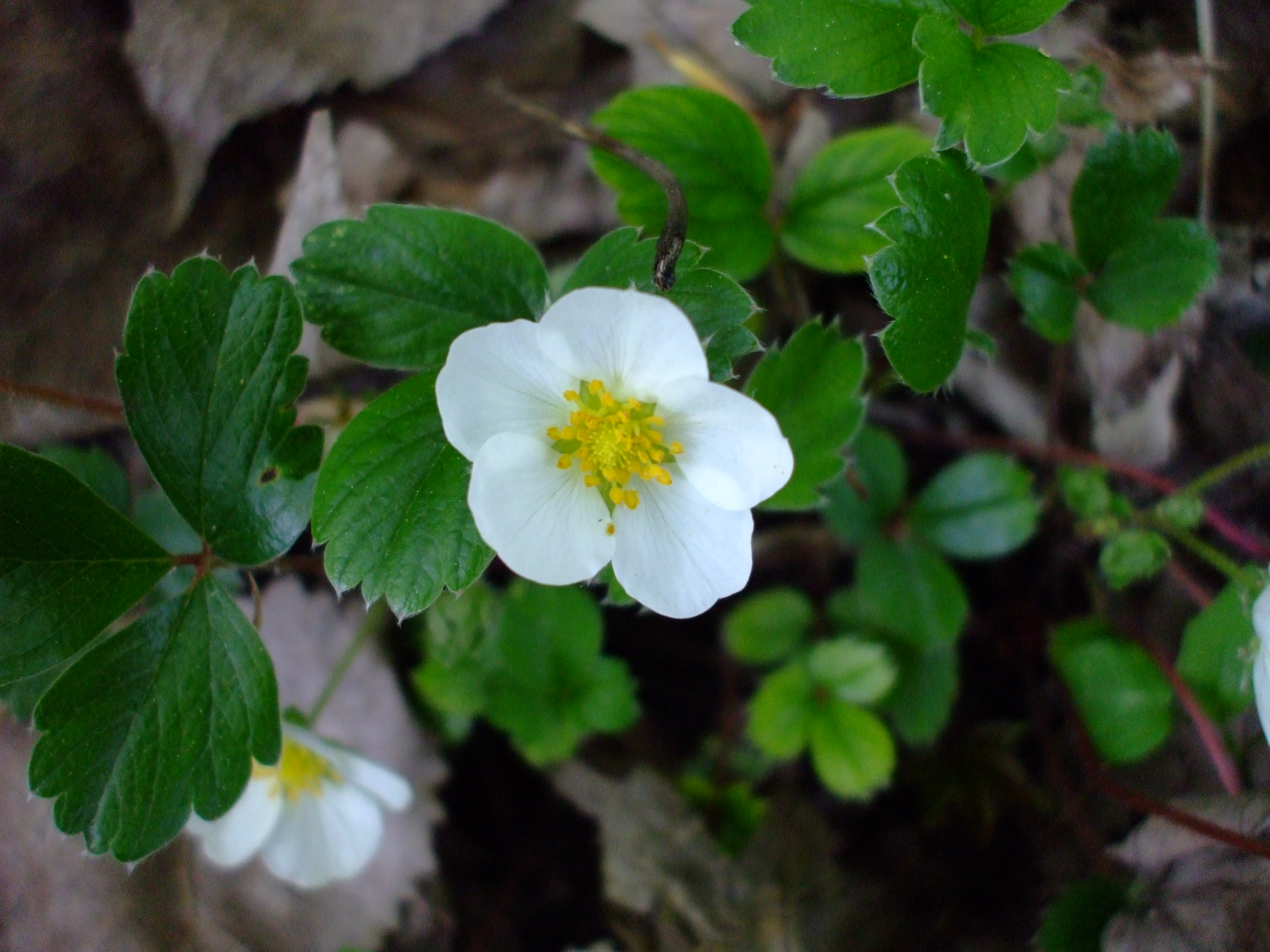 Fragaria chiloensis